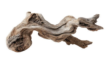 Obraz premium Close-up of intricately textured driftwood against a black background, highlighting natural wood grain