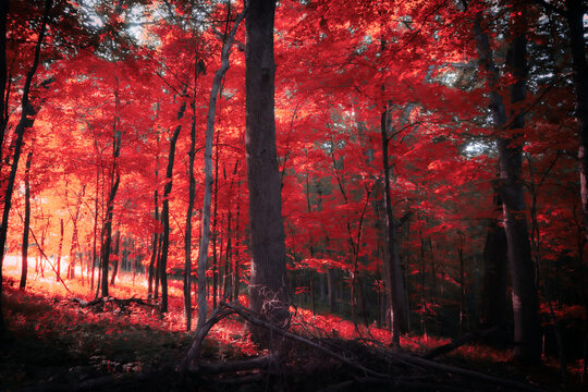 red forest in autumn