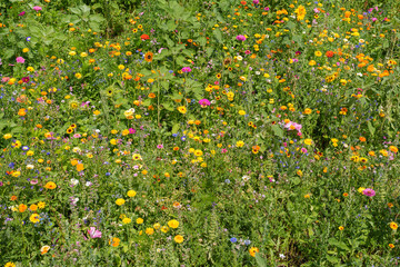 Obraz premium Vibrant wildflower meadow with colorful blooms in summer sunlight