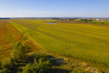 field of wheat