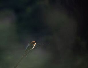 A colorful Chestnut headed bee eater with an orange brown head and green blue body sits on a thorny , dark branch, The background is a dramatic blur of colors.