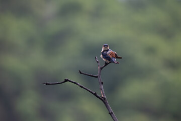 A colorful Red rumped swallow with an blue brown head and blue and white  blue body sits on a thorny , dark branch, The background is a dramatic blur of c