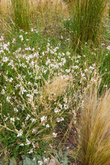 Colorful flowers and plants in a gravel garden