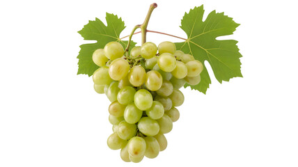 Fresh ripe green grapes with leaves hanging from a vine isolated on transparent background