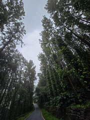 A dramatic, low angle shot of a narrow, winding paved road, disappearing in to a dense forest with the bright sky above.