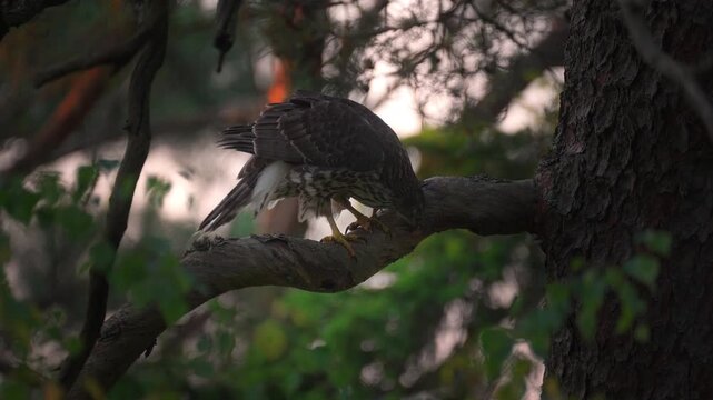 Goshawk Cleaning Beak on Tree Branch in Forest