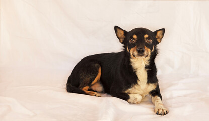 Small black and white dog looking at camera