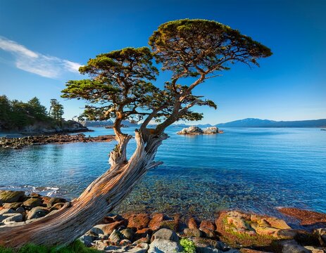 southern bc coastal beauty tumbo island s arbutus tree a pacific madrona architectural photography masterpiece