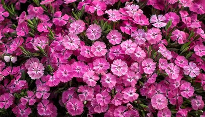 aerial view pink kisses dianthus flowers blooming garden mini carnation photography