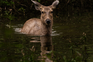 A Sambar Deer standing in a pool of water