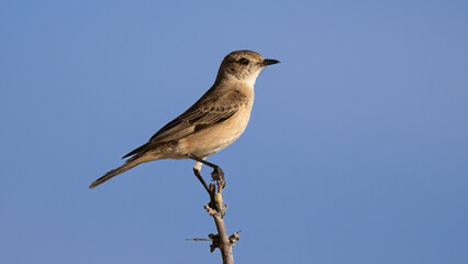 Marico flycatcher, or Mariqua flycatcher (Maricovlieëvanger) (Bradornis mariquensis) near Okaukuejo in the Etosha National Park, Namibia