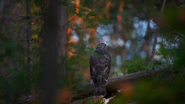 Northern Goshawk Perched in Forest at Golden Hour