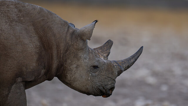 The white rhinoceros, also known as the white rhino or square-lipped rhinoceros (Ceratotherium simum), is the largest extant species of rhinoceros and the most social of all rhino species, characteriz