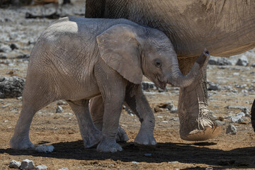 Obraz premium African elephants, are members of the genus Loxodonta, these are African bush elephants (L. africana), drinking, bathing, playing, dusting at Okaukuejo waterhole in the Etosha National Park, Namibia