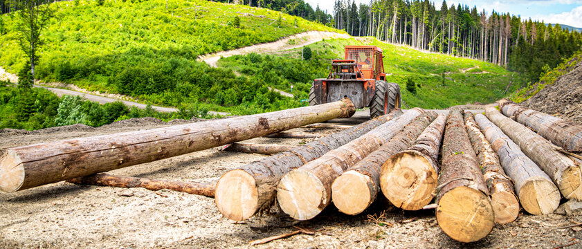 Wheel-mounted loader, timber grab. Felling of trees,cut trees , forest cutting area, forest protection concept