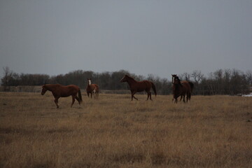 Fototapeta premium Playful Horses Watch Me Closely as I Photograph Them.
