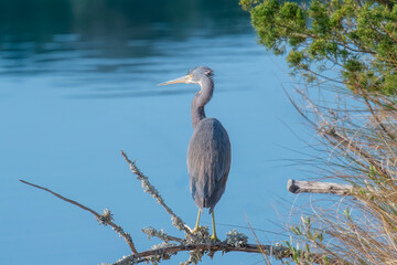 Tricolored Heron Perched Above a Salt Water Marsh
