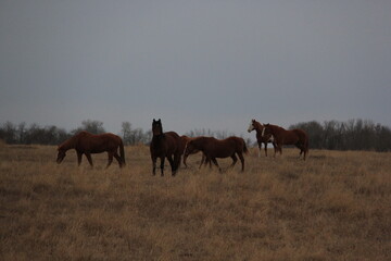 Playful Horses Watch Me Closely as I Photograph Them.