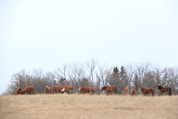 Some horses in the spring and other things in the pastures around the valley.