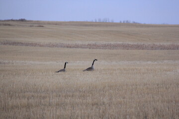 Some horses in the spring and other things in the pastures around the valley.