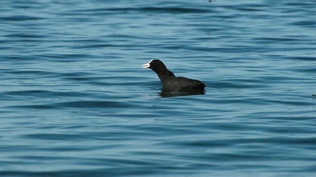 Slow-motion footage of a Eurasian coot gliding across a calm blue lake. Peaceful wildlife behavior in a serene natural waterscape.