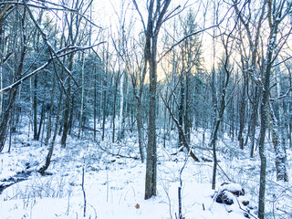 winter forest in the snow