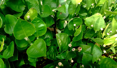 Close-up view of fresh green leaves with trimmed stems