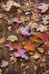 다양한 가을의 색