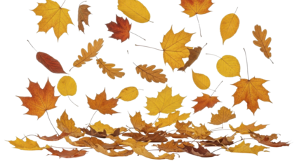 Falling autumn leaves on a transparent background PNG image