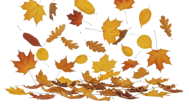 Falling autumn leaves on a transparent background PNG image