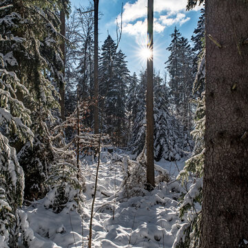 Sunlit Snowy Forest in the Black Forest - Winter landscape with snow-covered evergreens and crisp blue sky