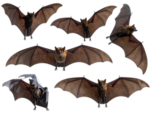 Seven flying brown mammals with wide wings on a dark background