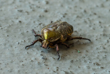 Iridescent Green Beetle Close-Up Macro on Textured Surface