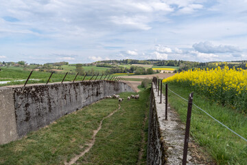 Fototapeta premium Grazing sheep in a walled pasture beside bright yellow rapeseed fields and rolling countryside