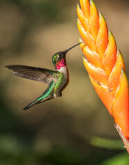 Hummingbird Feeding on Heliconia Flower