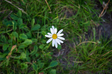 Top-Down View of Single White Daisy in Green Grass