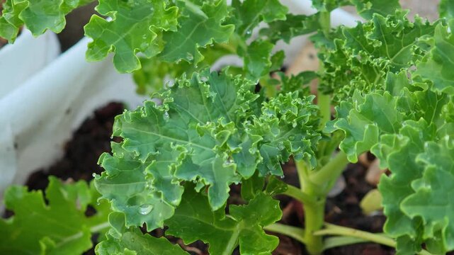 Kale sprouts on the farm