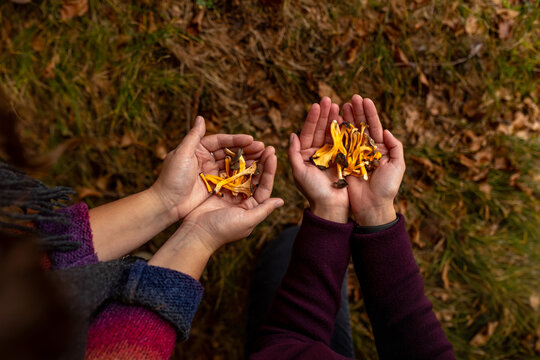 Hand picking Chanterelle mushrooms (Cantharellus cibarius) in the autumn forest. Search for wild forest products and gastronomy.