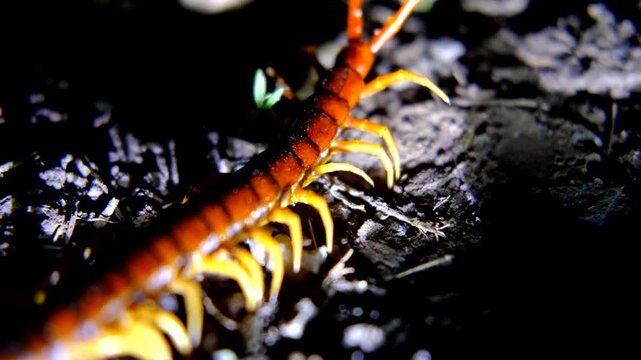Close-up of Large Centipede Creeping Slowly on Forest Ground (Camera Shake)