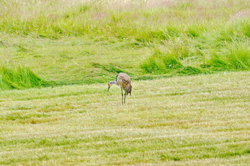 Fototapeta premium Sandhill Cranes on a field field in summer on Graham Island in Haida Gwaii, BC, Canada 