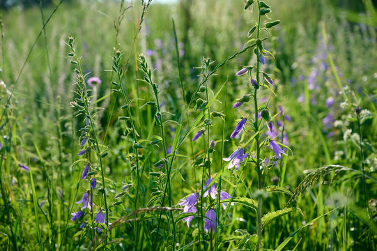 Blue Campanula trachelium blossom in summer meadow.