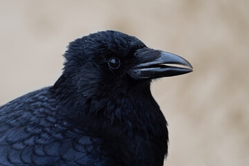 Close-up Portrait of a Black Crow Highlighting Feather Texture and Beak Detail