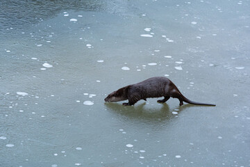 Fototapeta premium Otter walking across thin ice on a frozen lake