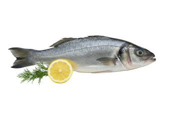 Fototapeta premium Pristine whole European sea bass in side profile with glistening scales, clear eye, intact fins, lemon slice, and fresh dill on a seamless transparent background. Concept of fresh culinary ingredient