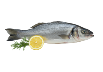 Pristine whole European sea bass in side profile with glistening scales, clear eye, intact fins, lemon slice, and fresh dill on a seamless transparent background. Concept of fresh culinary ingredient