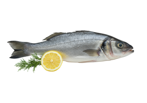Pristine whole European sea bass in side profile with glistening scales, clear eye, intact fins, lemon slice, and fresh dill on a seamless transparent background. Concept of fresh culinary ingredient