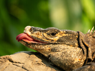 Obraz premium Close-up lizard on rock with tongue out and detailed scales
