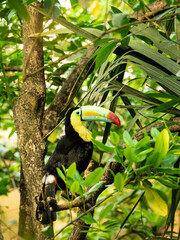 Close-up of a Keel-billed Toucan Perched in Lush Tropical Foliage