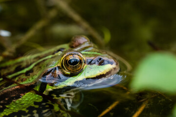 Close-up of a green frog's eye in a pond with water ripples in a wetland habitat