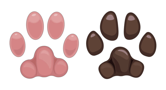 paw 3000x2000